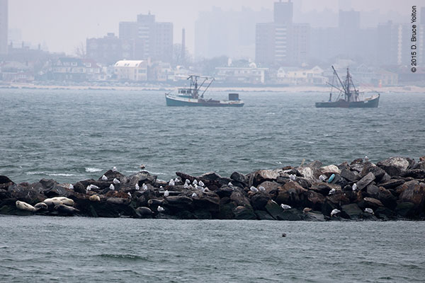 20150208HarborSeals01