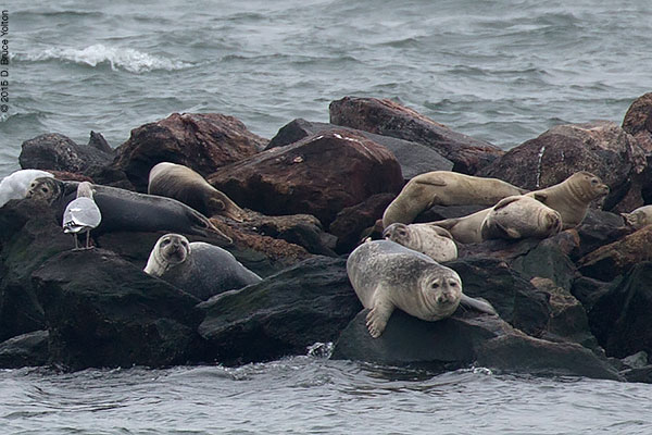 20150208HarborSeals02