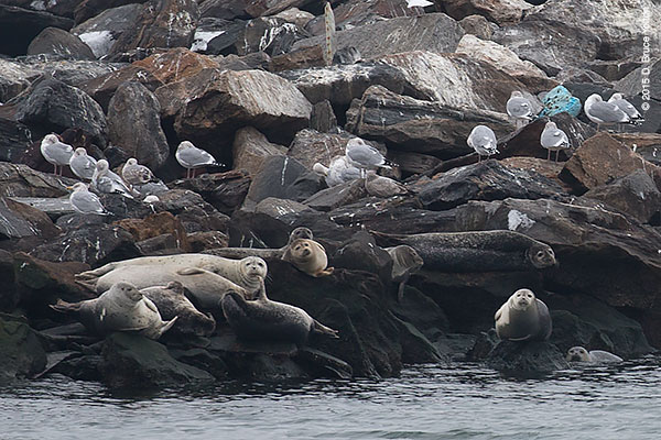 20150208HarborSeals03