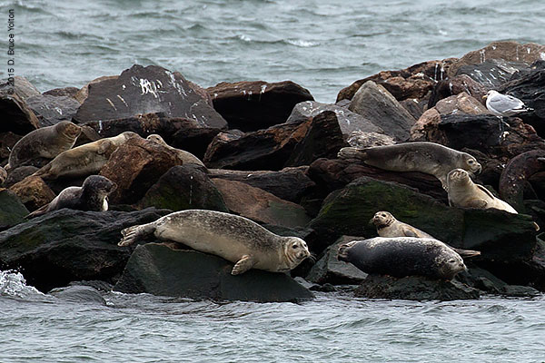 20150208HarborSeals04