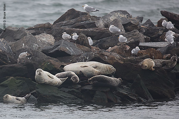 20150208HarborSeals05