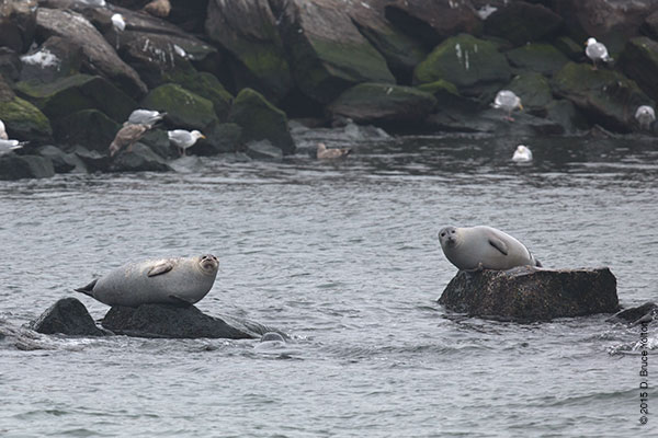 20150208HarborSeals06