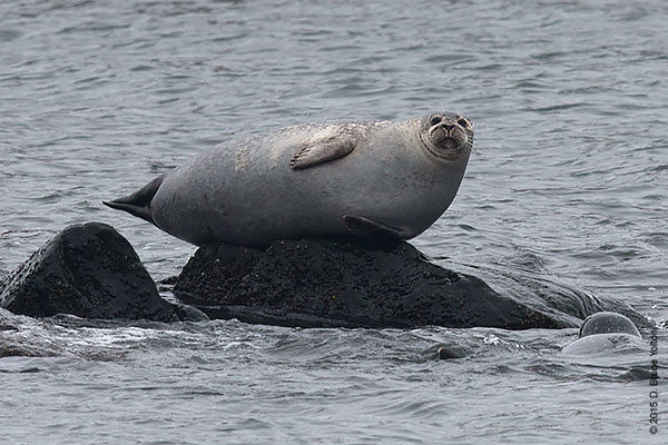 20150208HarborSeals07