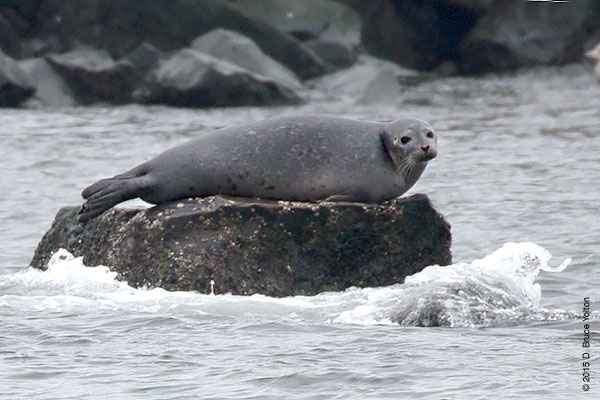 20150208HarborSeals10