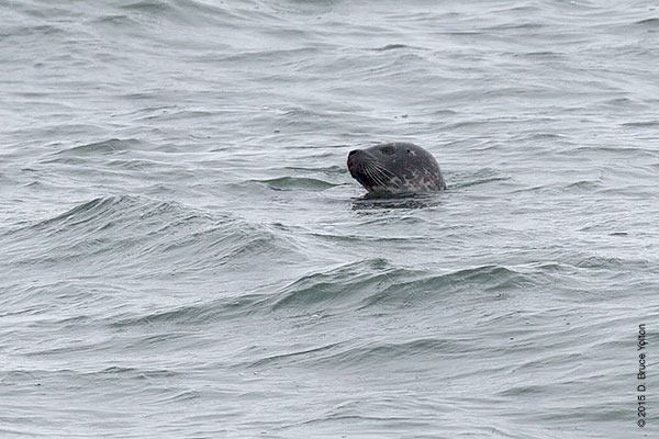 20150208HarborSeals11