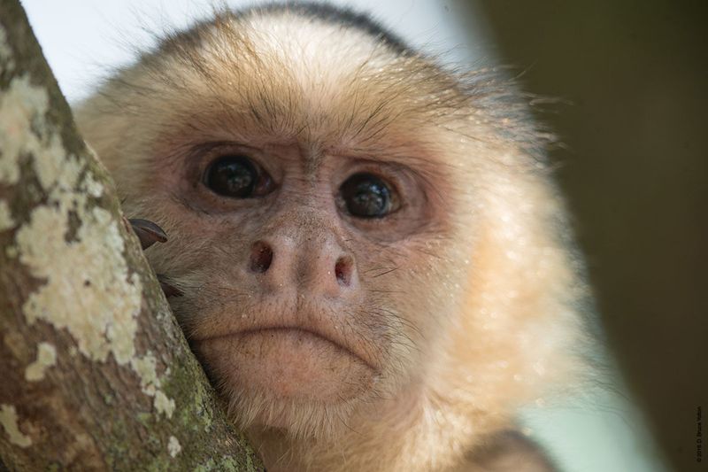 White-headed-Capuchin-Monkey-18