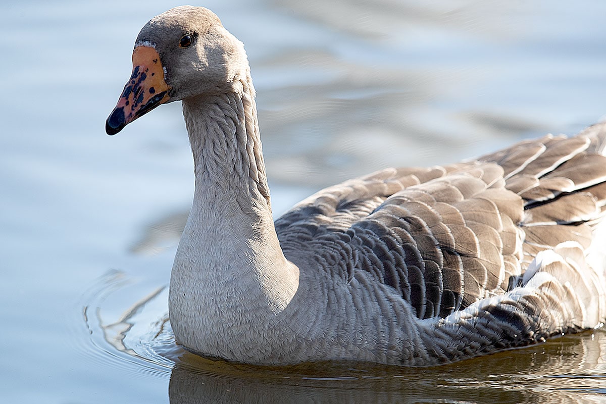 20200219_Graylag Goose_02