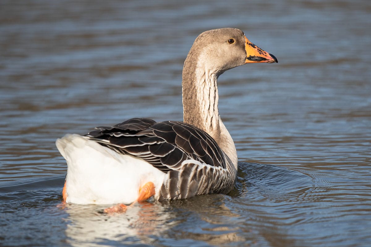 20200219_Graylag Goose_08