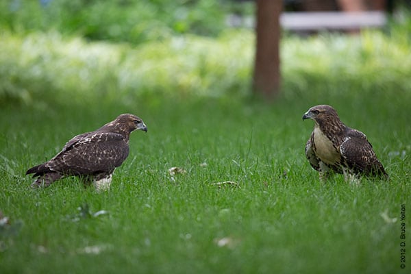 20120619WSRT13