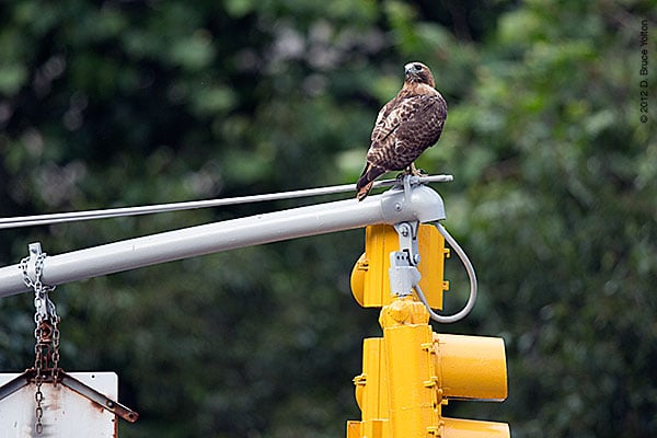 20120619WSRT43