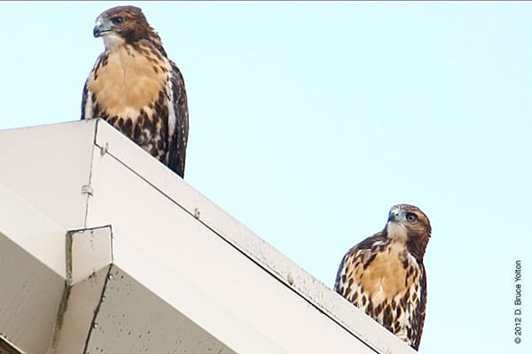 20120604WSRT33