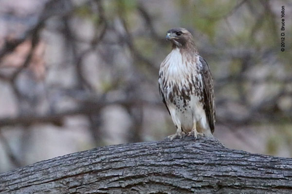 20120410WSRT24