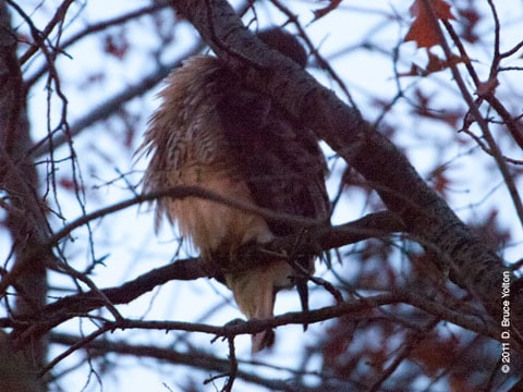 20111119WSRT04