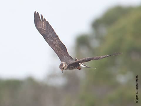 20110101SK11