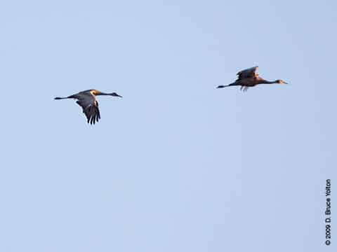 Sandhill Crane01