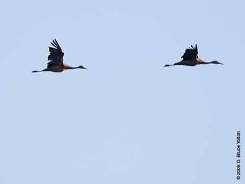 Sandhill Crane02