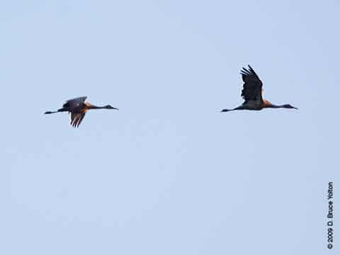 Sandhill Crane03