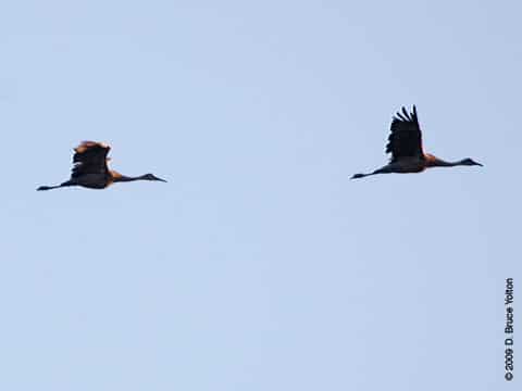 Sandhill Crane04