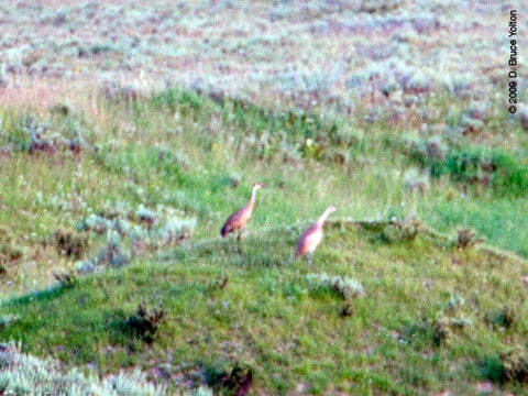 Sandhill Crane05