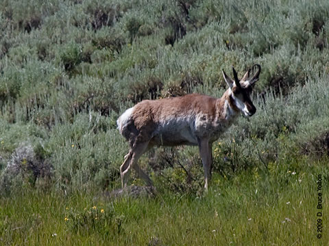 Pronghorn01