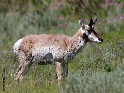 Pronghorn02