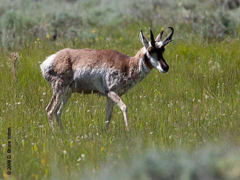 Pronghorn03