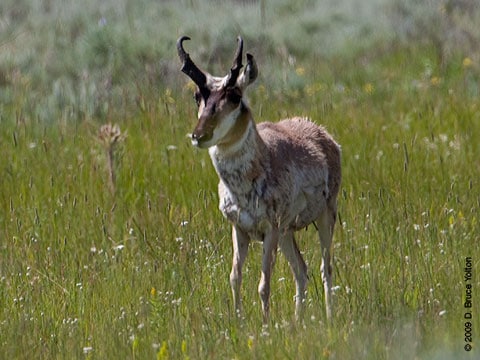 Pronghorn04