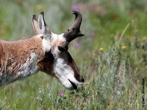 Pronghorn05