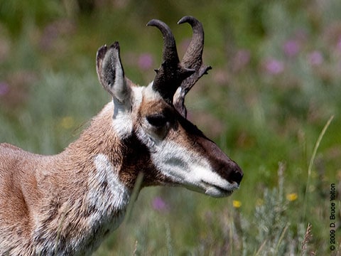 Pronghorn06