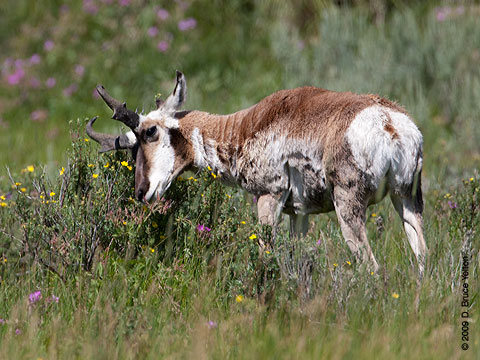 Pronghorn07