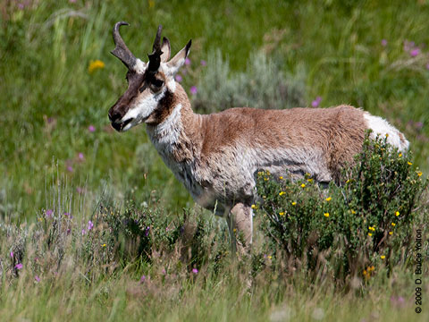 Pronghorn08