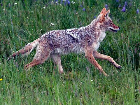 Coyote05