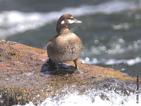 Harlequin_Duck01