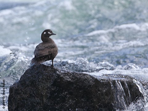 Harlequin_Duck03