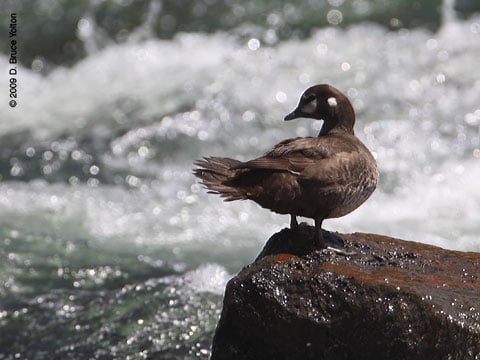 Harlequin_Duck04