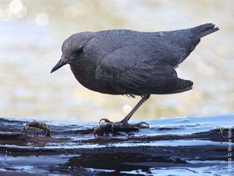 American_Dipper01