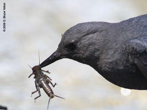 American_Dipper03