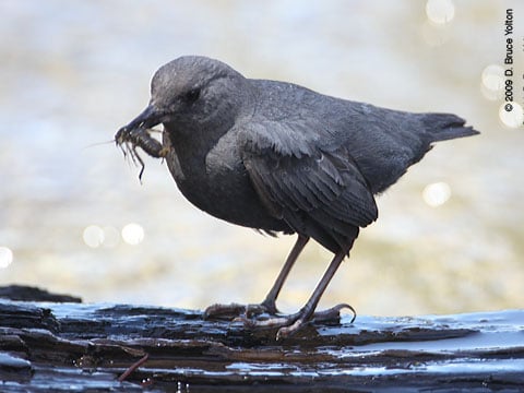 American_Dipper04