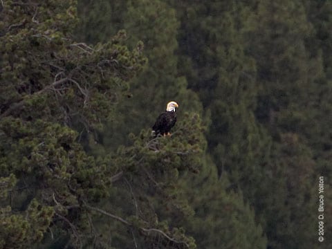 Bald_Eagle02