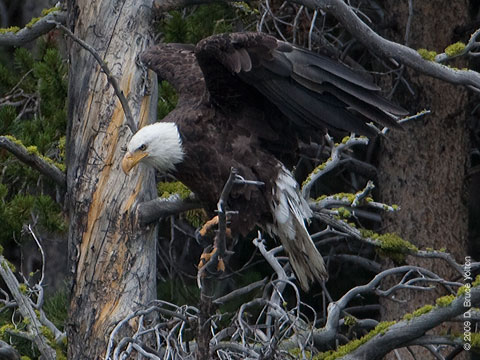 Bald_Eagle06