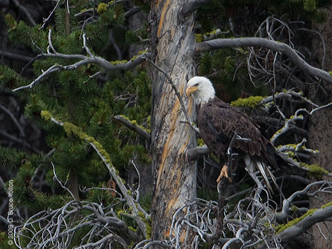 Bald_Eagle07