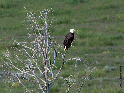 Bald_Eagle08