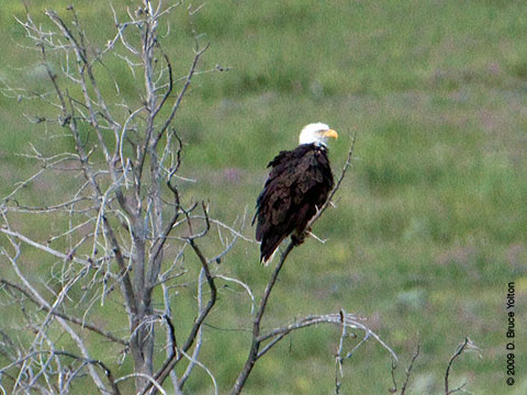 Bald_Eagle09