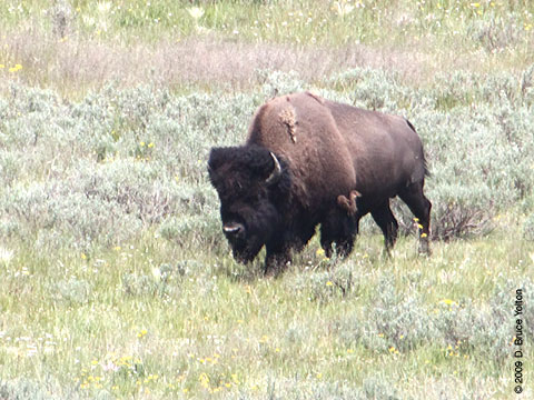 Bison09