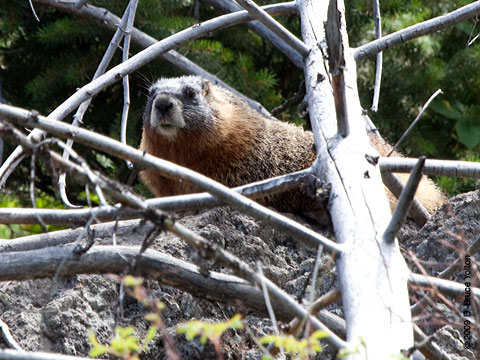 Marmot01