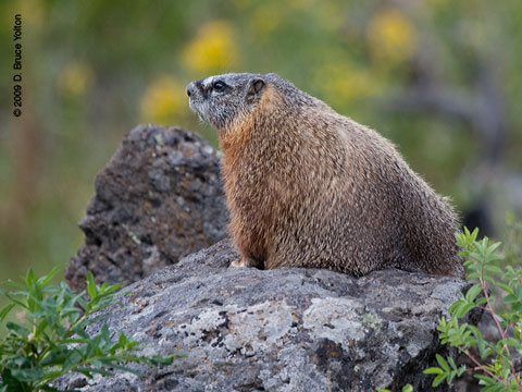 Marmot06