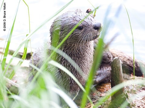 River_Otter07