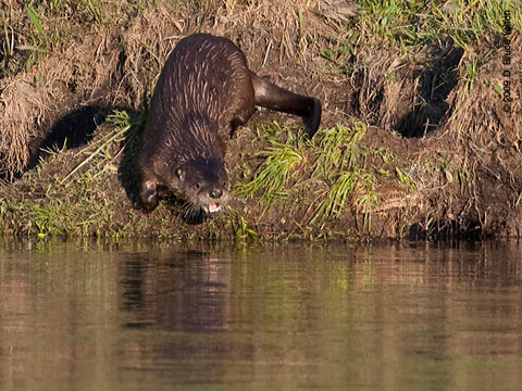 River_Otter12