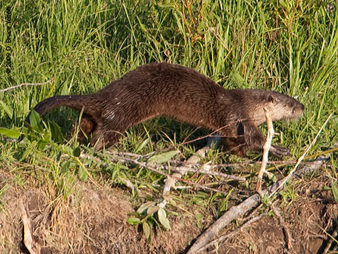 River_Otter13