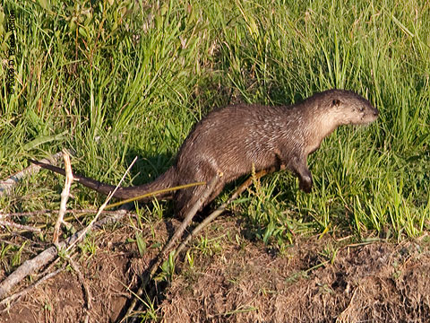 River_Otter14